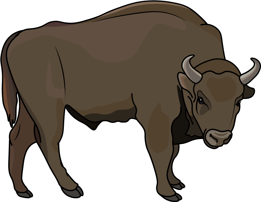 How To Draw A Bison, Animals, Zoo, Easy Step By Step - Bull (1280x720)
