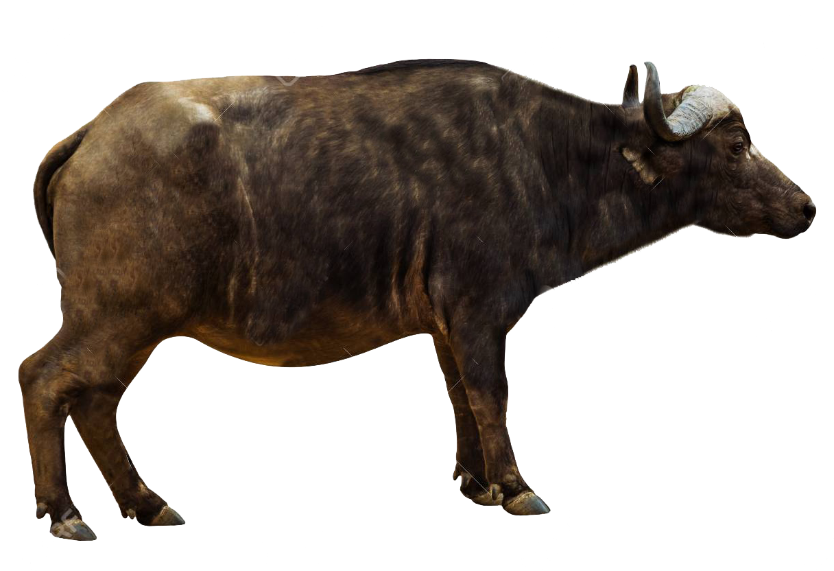 African Buffalo Png Pics - African Buffalo Side Profile (1300x866)