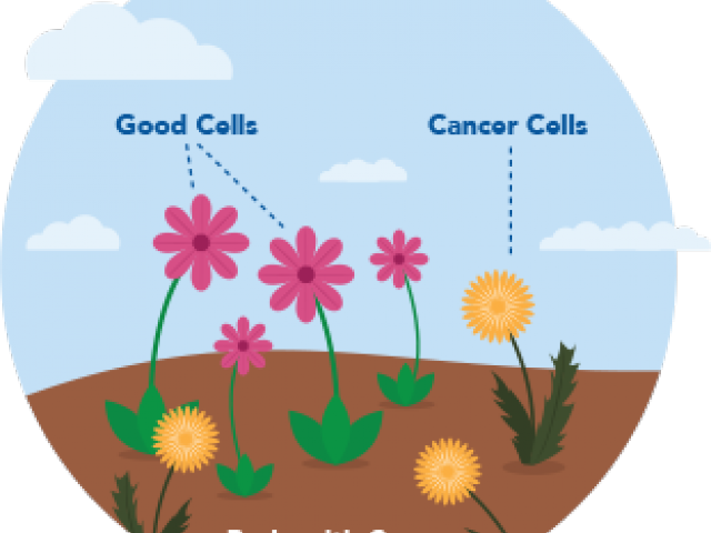 Cancer Clipart Body Cell - Chrysanths (640x480)
