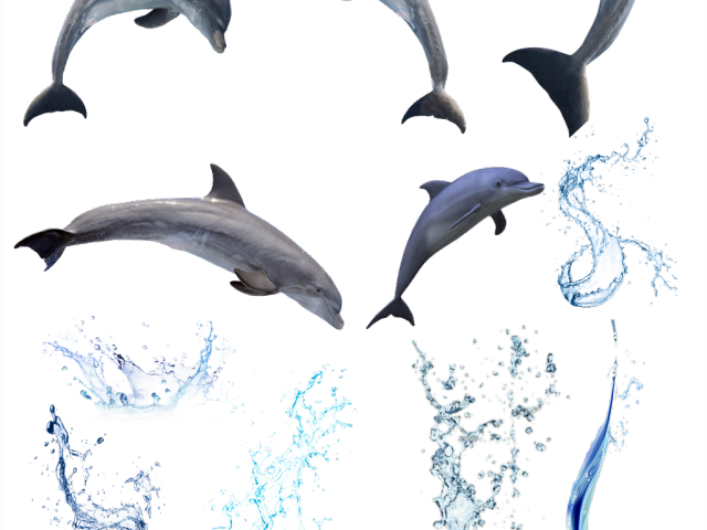 Water Clipart Dolphin - Spinner Dolphins Transparent Background (640x480)