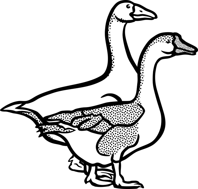 Duck Hunting Coloring Pages - Geese Black And White (752x720)