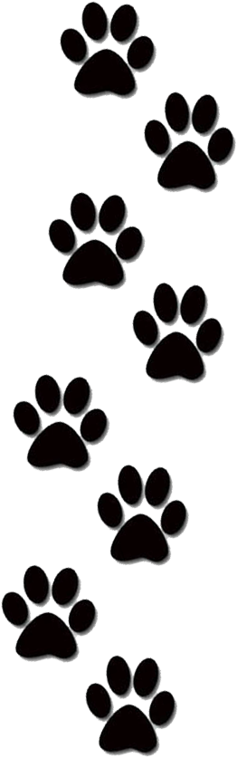 I Have Been Treated To An Adventure Down The Beach - Dog Paw (291x864)