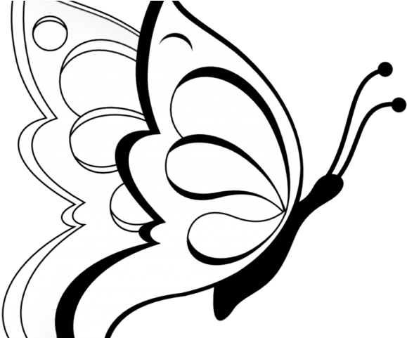 White Flower Clipart Clip Art - Butterfly Drawings In Pencil (640x480)