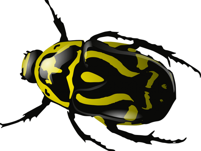 Insect Clipart Insect Animal - Beetle Clip Art (640x480)