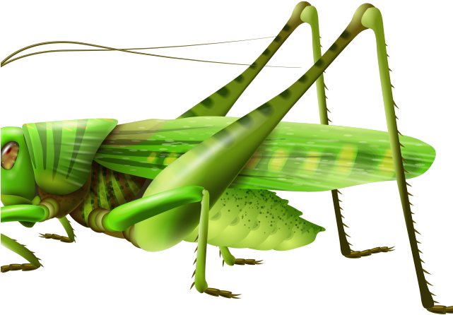 Insect Clipart Insect Pest - Transparent Grasshopper Clipart (640x480)