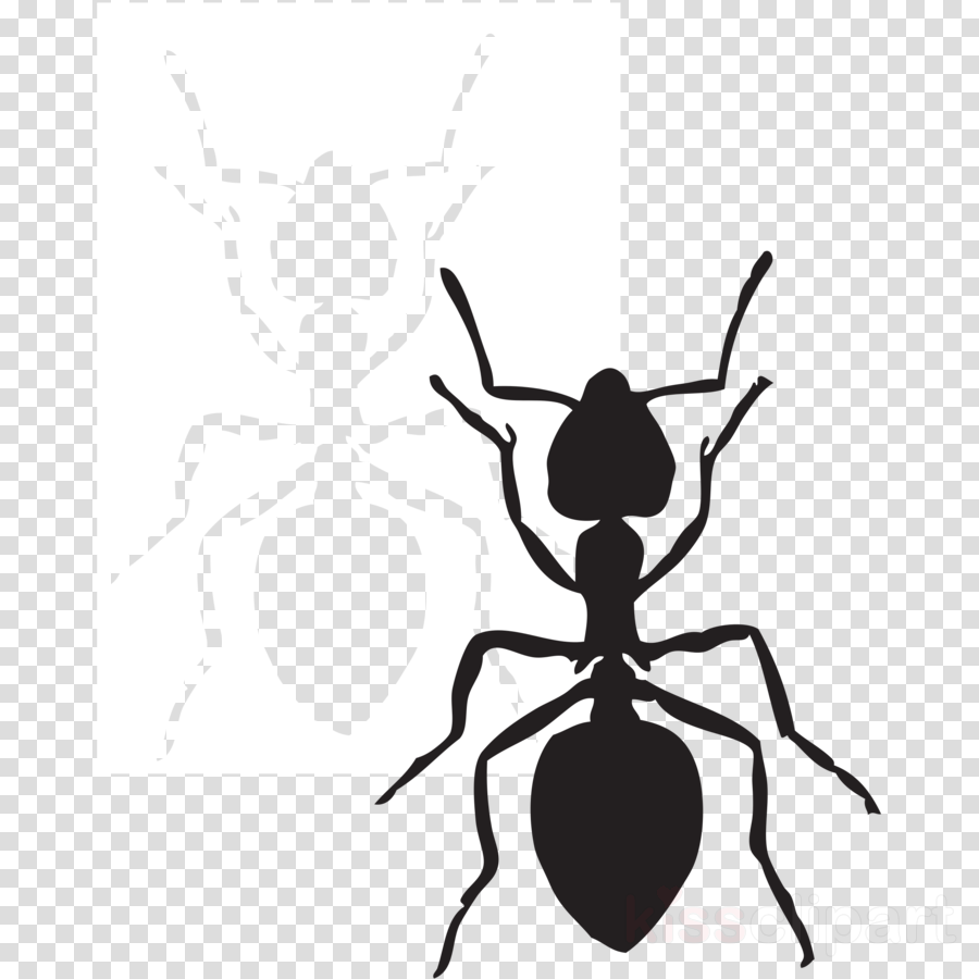 Ant Graphic Clipart Ant Insect Clip Art - Ant Insect Clip Art (900x900)