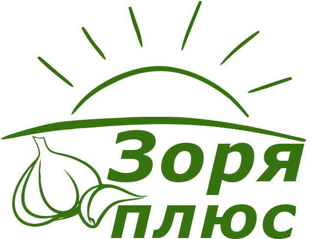 Garlic From Producer, To Buy For Planting - Garlic From Producer, To Buy For Planting (667x550)