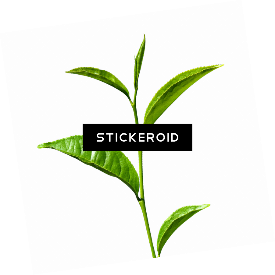 Чайное Растение Green Tea - Чайное Растение Green Tea (902x903)