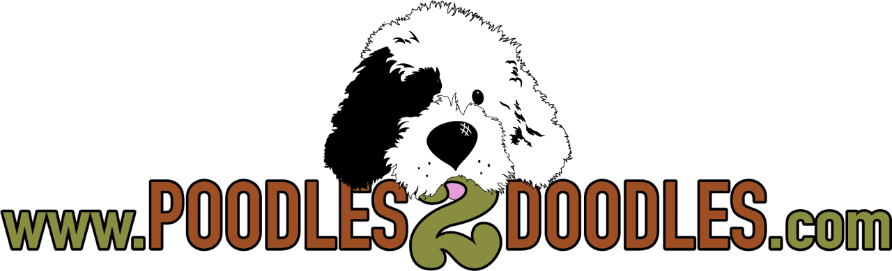 Poodles 2 Doodles, A Top Breeder Of Bernedoodle Puppies - Old English Sheepdog (1280x390)