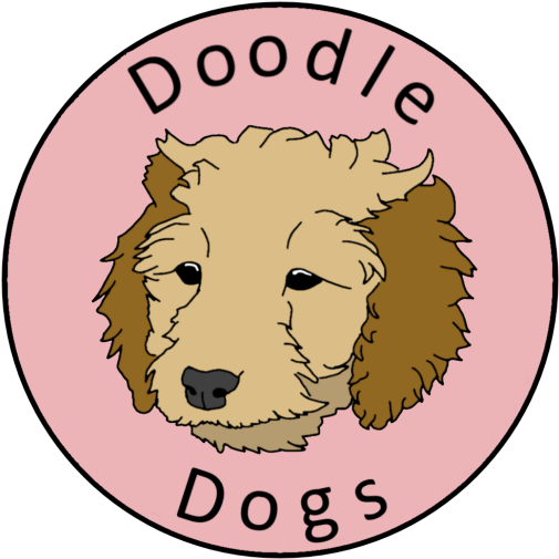 Park View Australian Labradoodles Family Breeders In - Court Lane Junior School (512x512)