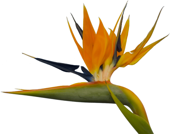 Bird Of Paradise Clipart Paradise Free - Birds Of Paradise Png (640x480)