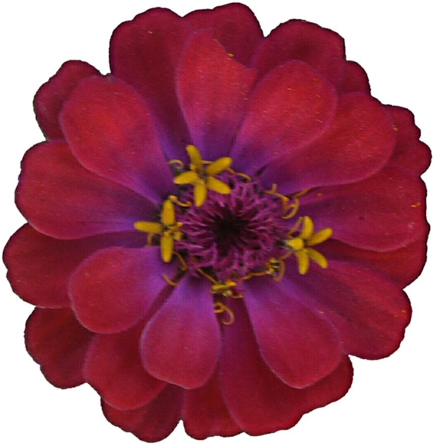 Dark Pink Zinnia By Jeanicebartzen27 - Common Zinnia (879x910)