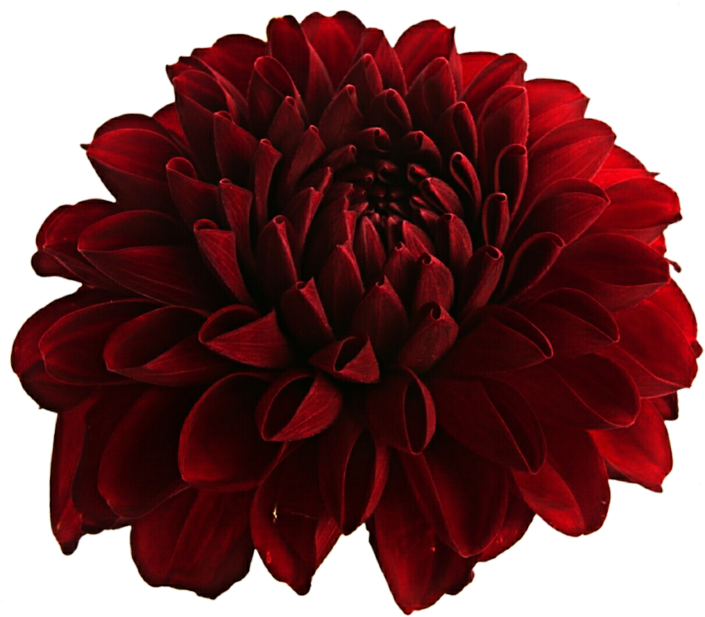 Png Transparent Images All Transparent Background - Dahlia Png (1024x902)