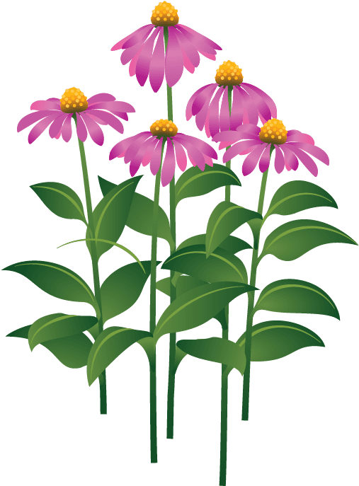 Flower 2 - Flower - Common Zinnia (519x710)