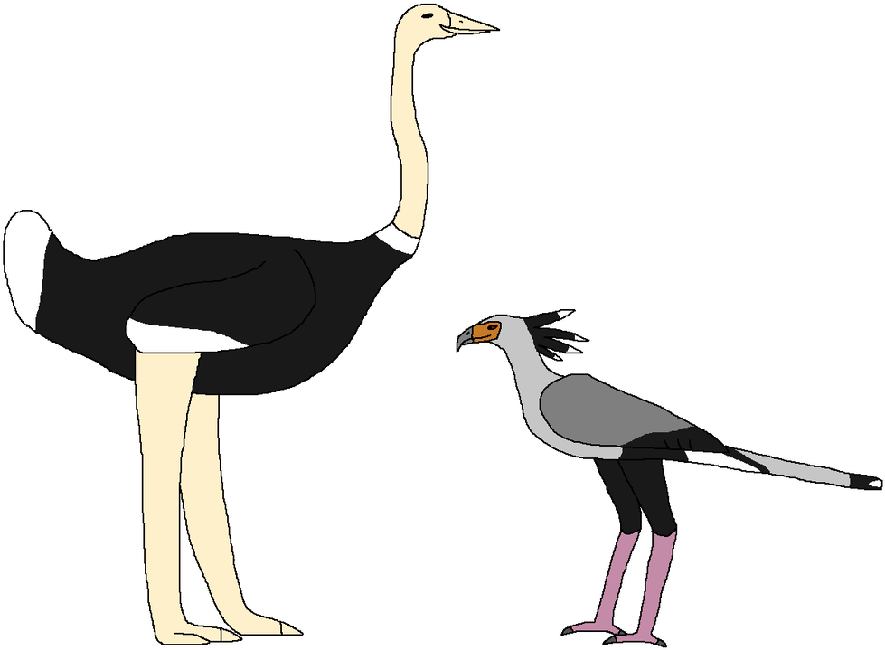 Long-legged Birds Of The Savanna By Wildandnaturefan - Ostrich (1024x737)