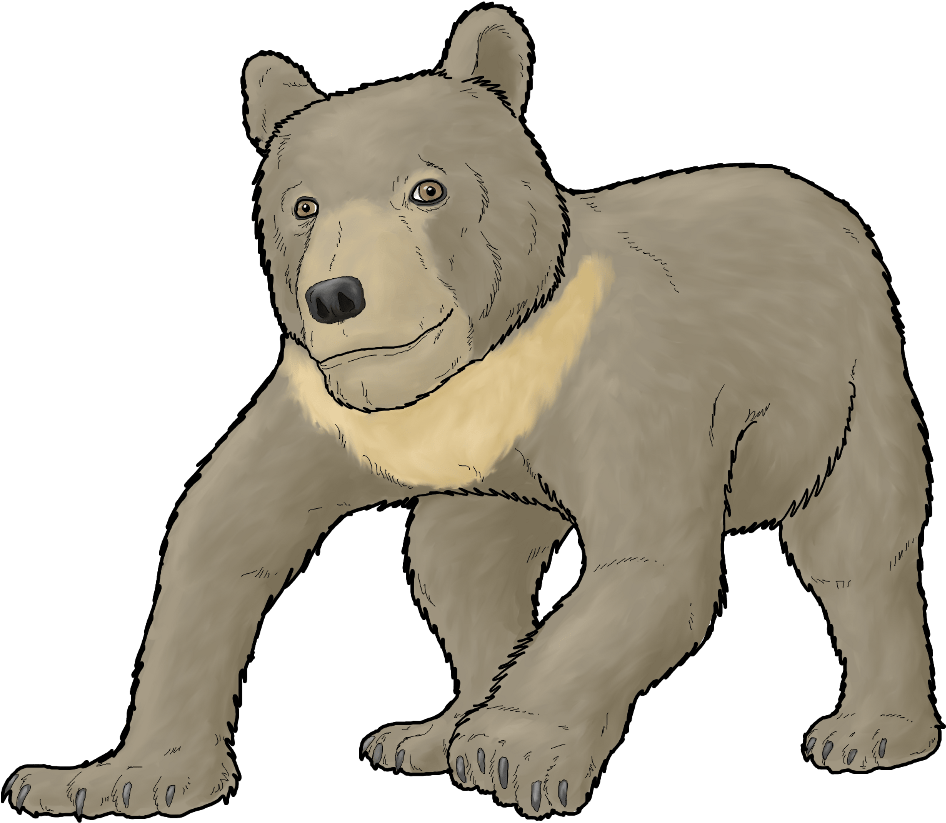 Bear Cub Drawings - Grizzly Bear (1000x1000)