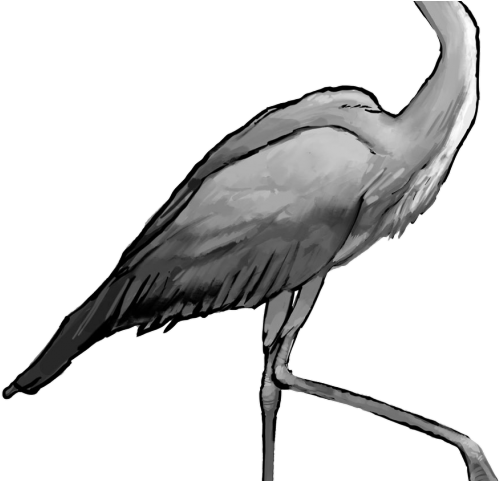 Heron Clipart Transparent - Png Clipart Heron Png (640x480)