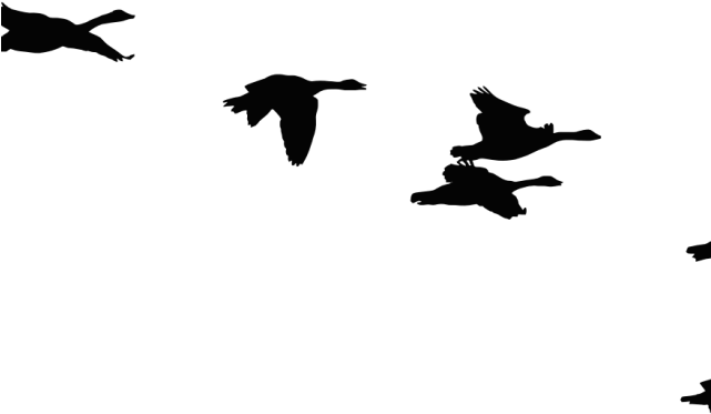 Crow Clipart Bird Shadow - Seabird (640x480)