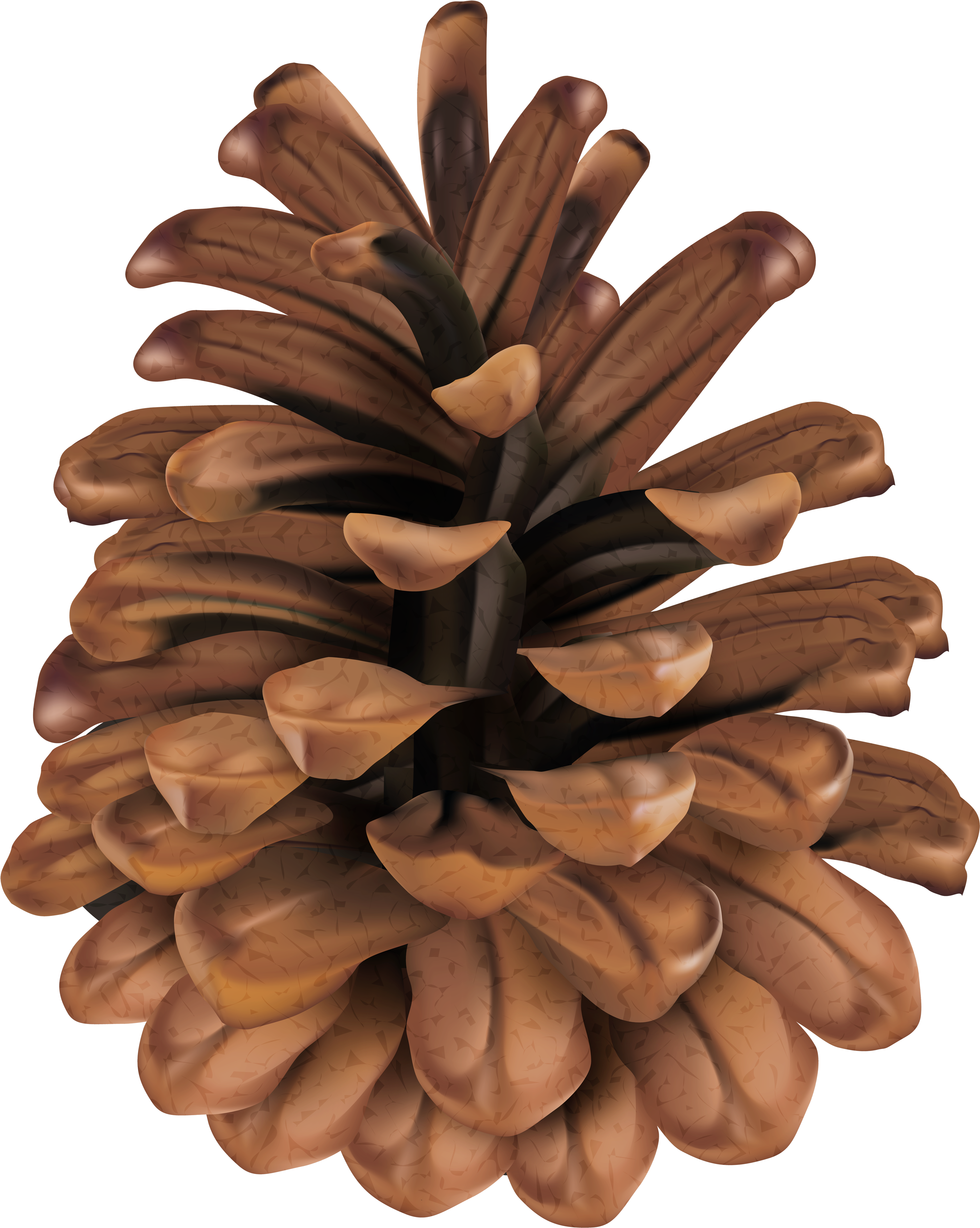 Clip Art , Png Download - Mexican Pinyon (3955x4955)