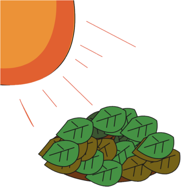 Attributions - Vegetable (596x597)