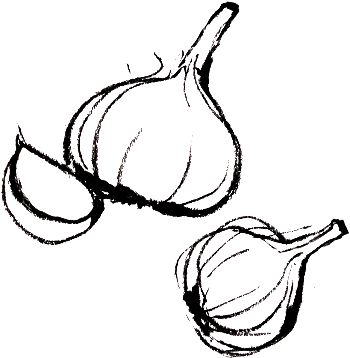 Collection Of Drawing Png High Quality Ⓒ - Elephant Garlic (1848x1356)