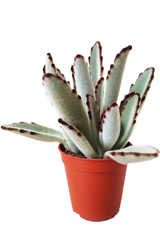 Plant Used - Agave (1167x885)