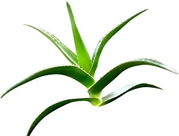 Aloe Clipart Terrestrial Plant - Grass (640x480)