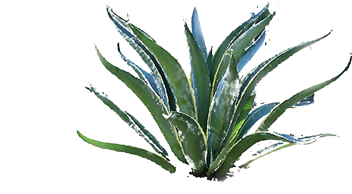Agave Png - Agave Azul (600x429)