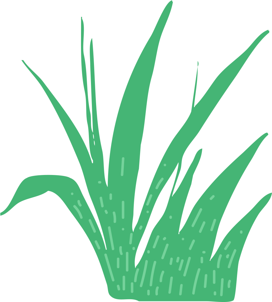 This Is A Sticker Of Grass - Agave Azul (1000x1000)