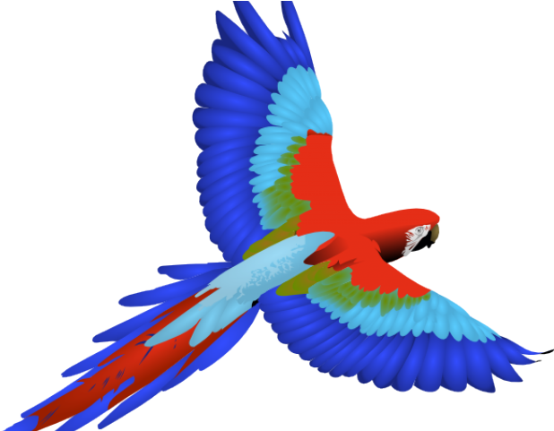 Parrot Clipart Jpeg - Bird With White Background (640x480)
