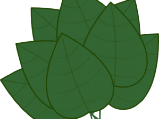 Basil Clipart Basil Leaf - Basil Clipart Basil Leaf (640x480)