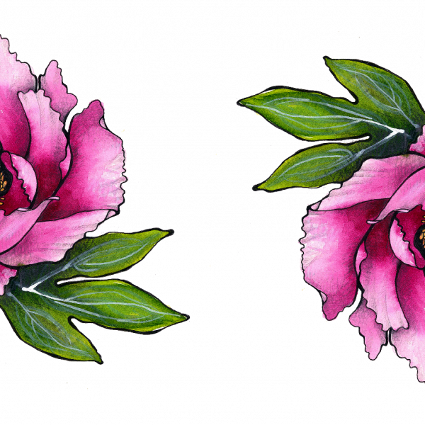 Peony Blossom - Common Peony (600x600)