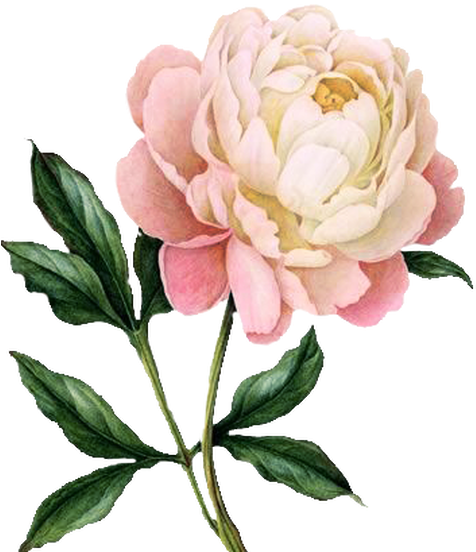 How Do I Burn My La Belle Chandelle Candle - Peony Cross Stitch Pattern (476x572)