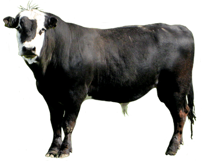 Animal Clip Art - Bull Drawing Side View (413x329)