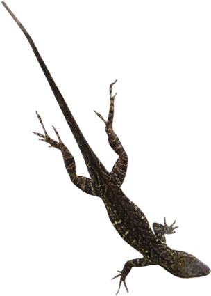 Clip Art Online - Alligator Lizard (450x450)