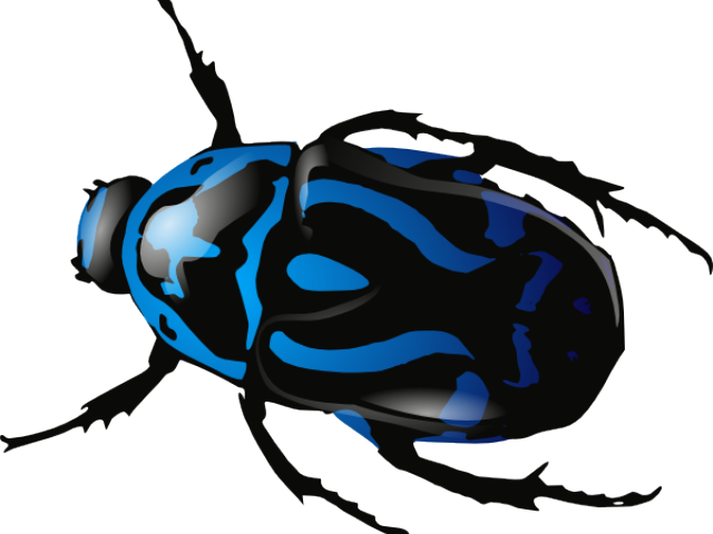 Beetles Bed Bug Free On Dumielauxepices Net - Beetle Animal (640x480)