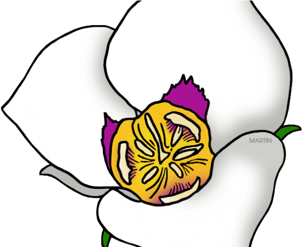 Utah Clipart Sego Lily - Sego Lily Clipart (640x480)