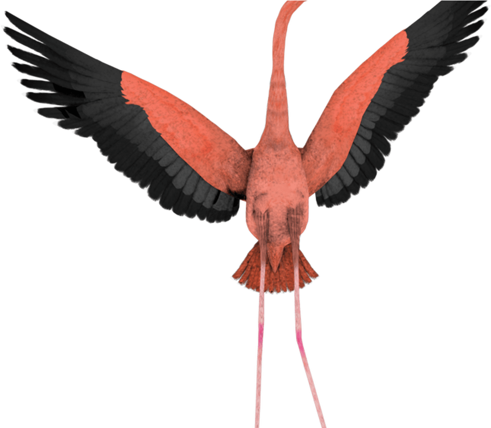Free Flamingo Cartoon Images, Download Free Clip Art, - Flamingo Wings In Flight (981x856)