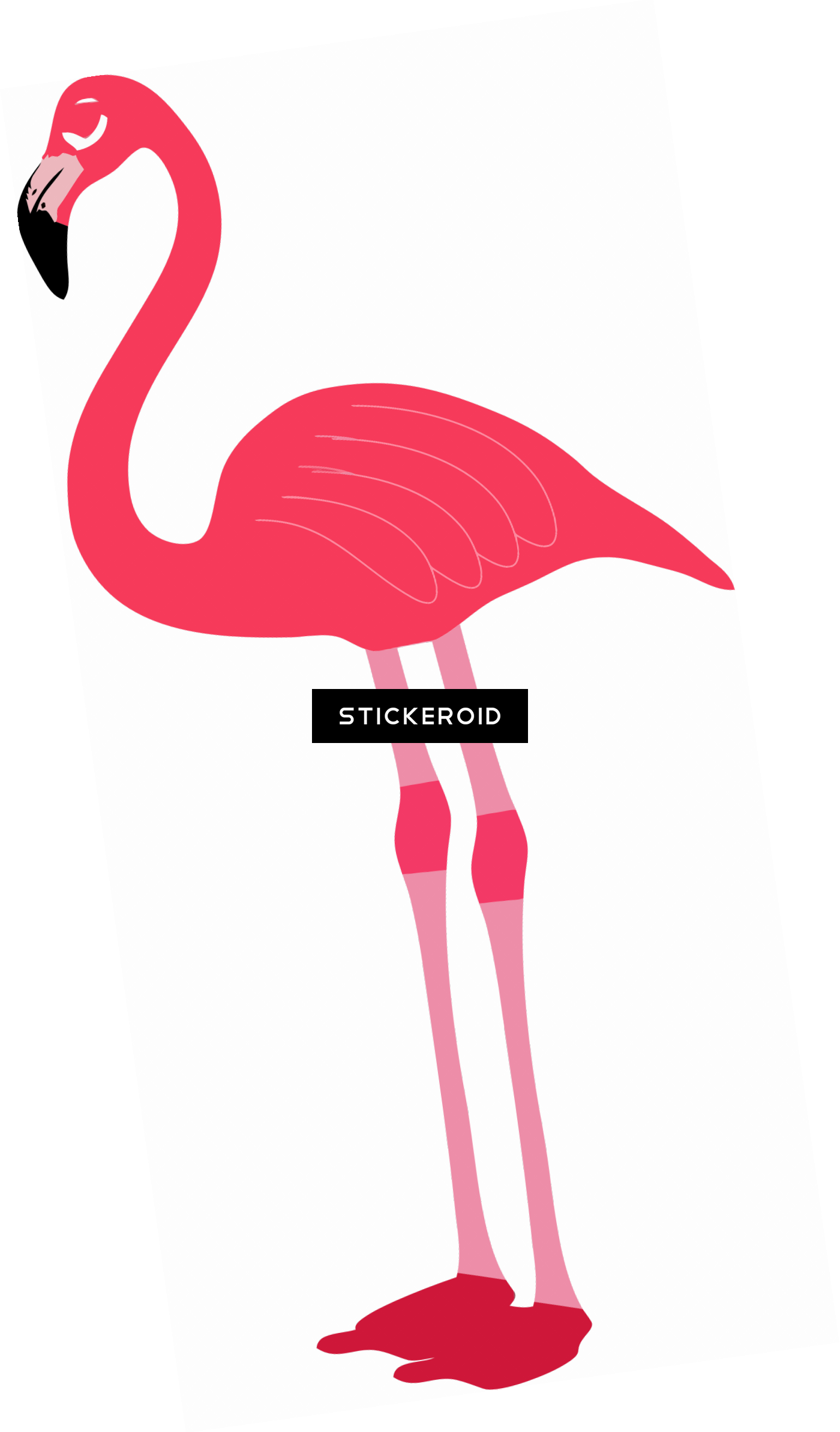 Flamingo - Greater Flamingo (1400x2386)