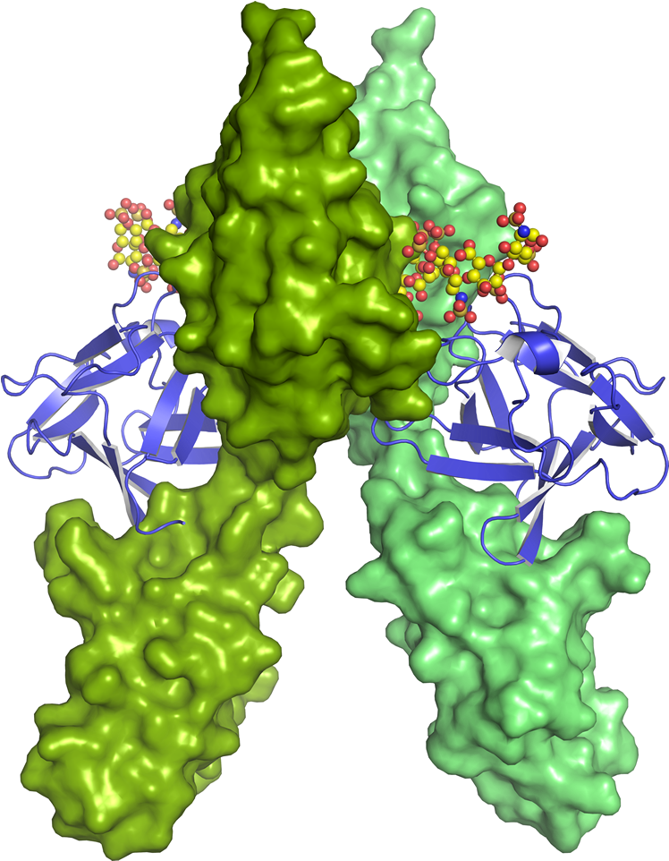 Gene Cloning & Vector Design - Illustration (800x1000)