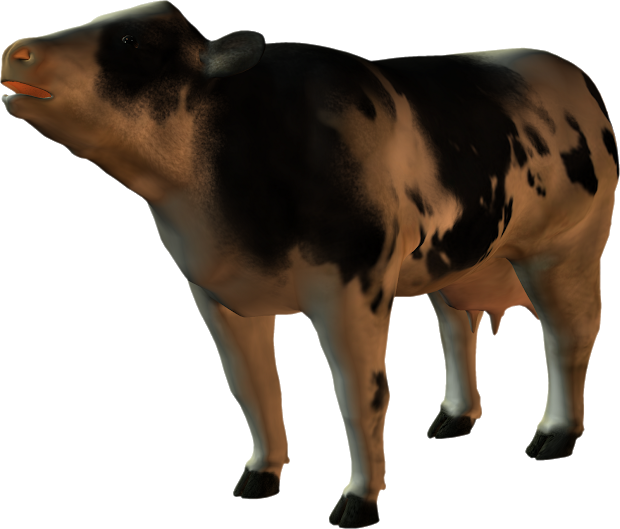 Cow Clip Art - Cattle (620x529)