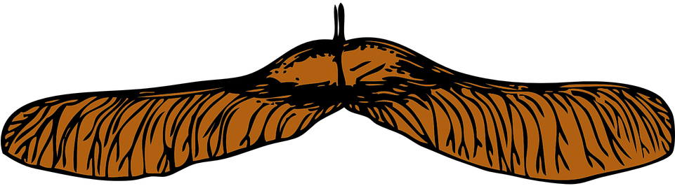 Seeds Clipart Tree Clip Art - Seed Pod Clipart (960x480)