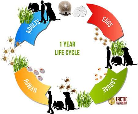 Paralysis Tick Life Cycle - Paralysis Tick Life Cycle (760x374)