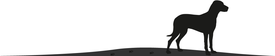 Footer Dog Image - Dog Catches Something (1140x300)