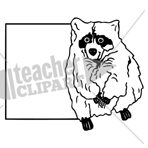 Canada Raccoon Text Box - Procyon (500x500)