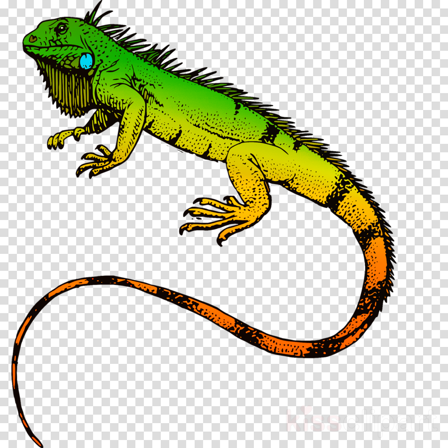 Blue Iguana Coloring Page Clipart Reptile Lizard Green - Blue Iguana Coloring Page Clipart Reptile Lizard Green (900x900)