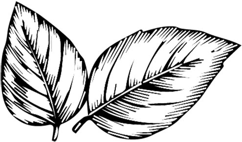 Nature Notes - รูป วาด ใบไม้ ลาย เส้น (545x399)