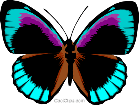 Butterfly Royalty Free Vector Clip Art Illustration - Bright Colored Butterfly (480x362)
