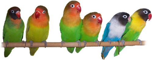 Agapornis Fisher Peso - Lovebird Aviary (500x334)