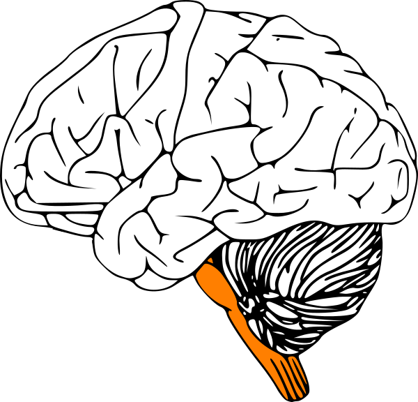 Jpg Black And White Library Clip Art At Clker - Brain Clip Art (600x576)